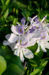 Water hyacinth